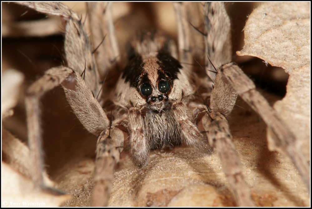 Lycosidae d''Israele  -   for ID